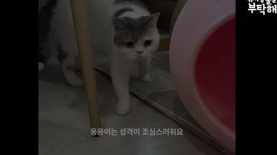 먼치킨 고양이 용용이, 1년간 화장실 모래 한 번 못 밟고 번식장에서 지내