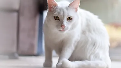 컨페더레이션스 컵 결과를 예측한 고양이