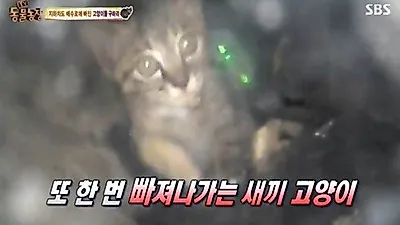 'TV 동물농장' 배수로에서 구출된 새끼 고양이