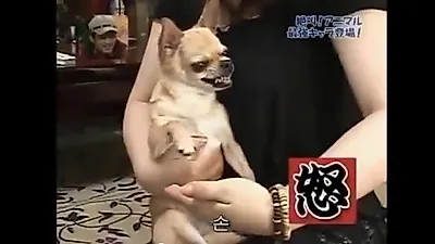 "화났개" 무서운 표정 짓는 강아지