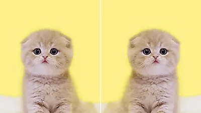 고양이전문 분양샵 '나비캣', 입양 후 24시간 케어서비스 제공