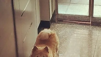 이영진 "요즘 부쩍 어리광이 심해진 크림이"