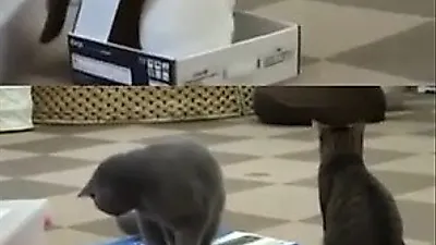 잘 놀던 고양이의 은밀한 범죄...감히 날 가뒀냥?