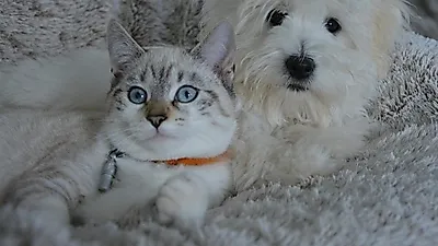사교적인 강아지VS.독립적인 고양이? 내게 딱 맞는 반려동물은?