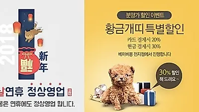강아지분양 베이비몽 설연휴 정상영업 및 애견분양시 이벤트진행