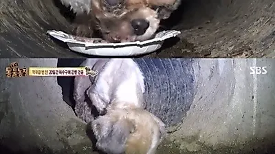 '동물농장' 20일간 하수구 갇힌 시추 뽀야…한 달전 미용의 흔적