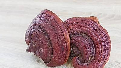 다양한 영지버섯 효능을 알아보자