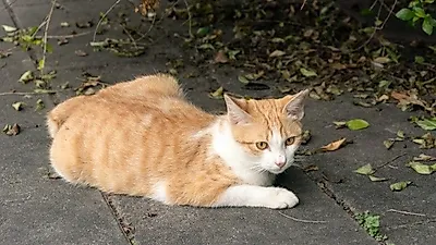 '길고양이 퇴치'? 아파트입주자 회장후보 공약 논란