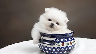 개, 고양이...반려동물이 우리에게 주는 선물