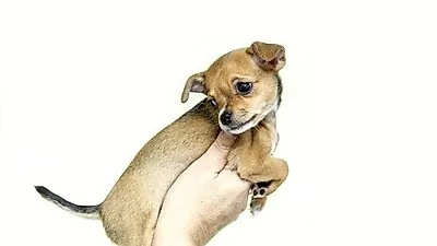 가벼운 우울증 극복 자가관리법, 설마 내 반려견도?