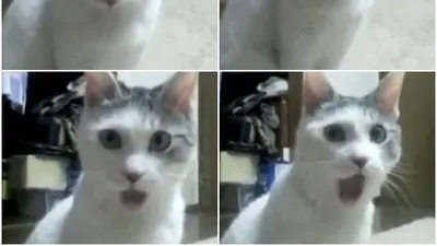 '무엇을 봤냥?'...너무 놀란 듯한 표정 짓는 냥이