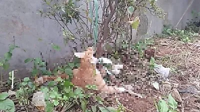 [동물학대] 나무에 묶인 채 눈 뜨고 죽은 고양이 "마치 전시하듯"