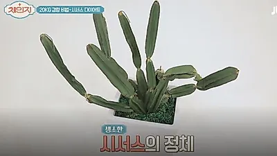 선인장 닮은 '시서스 실험' 다이어트 효과 입증? '시서스가루' 효능 부작용, 시서스 복용법 어떻게 먹나