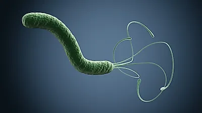 속쓰림의 원인 '헬리코박터균', 치료할 수 있을까?...감염 증상과 함께 살펴보자.