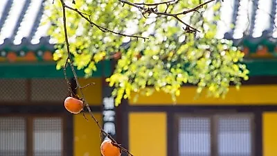 가을에 나는 천연보약…우리가 몰랐던 단감의 효능  "다이어트에 좋아"