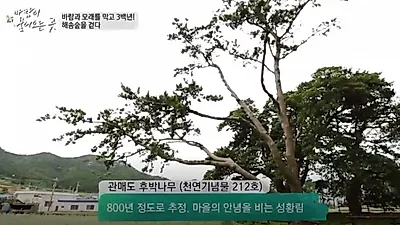 웅장한 수형이 특징인 '후박나무', 다양한 효능이 숨겨져 있다고?...복용방법까지 알아보자.