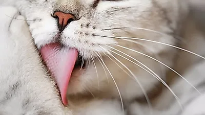 고양이 헤어볼 관리법