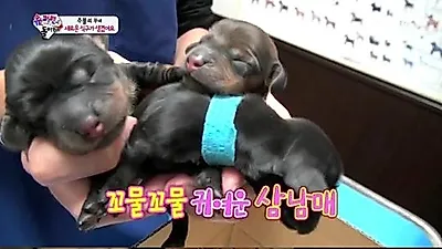 사랑이네 강아지 쿄로 '엄마 됐네'