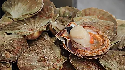 [12월 제철음식] 단백질이 풍부한 '가리비' 맛있게 찌는 법과 효능