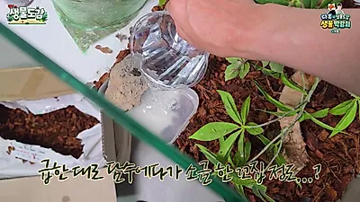 코코넛크랩 입양 시 주의할 점, 강한 집게 힘과 탈출 본능 대비해야