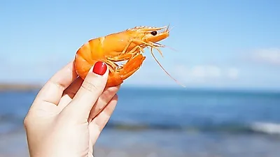 수족관 청결의 일등공신, '무척추동물', 어째서?
