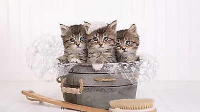 고양이 목욕, "물과 친해지는 게 '최우선'"