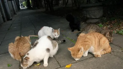 길고양이를 바라보는 새로운 시각, 日 고베시의 '고양이 관련 조례'