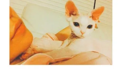 민효린 반려묘, 따뜻한 주황빛 속 올망돌망 귀요미 자태