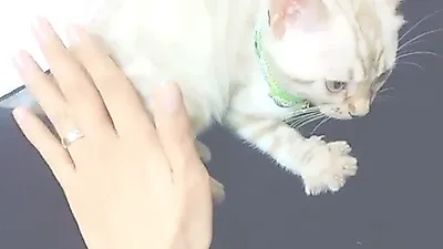 고원희, 꾹꾹이 하는 반려묘 포착 '심쿵'