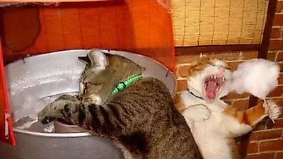 솜사탕 직접 만들어 먹는 고양이?...서당개 3년을 뛰어넘었다?