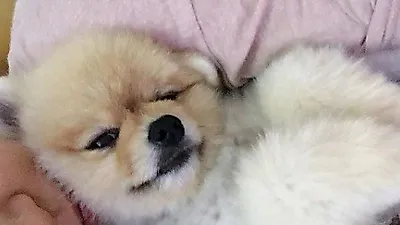 백지영 반려견 품에 앉고 나른한 일상