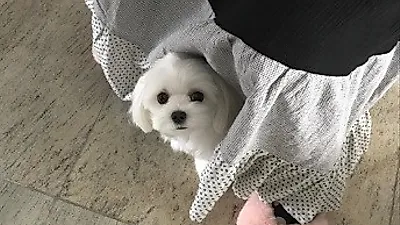 최정윤, 치마 폭에서 얼굴만 쏙 내민 반려견
