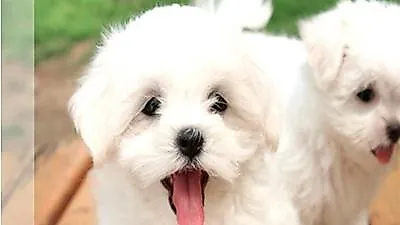호텔에 애견 전용층 생긴다, 오크우드 프리미어 인천 '펫친 패키지'