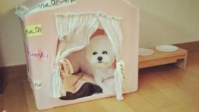 서인영 반려견, "인형 아니니?"