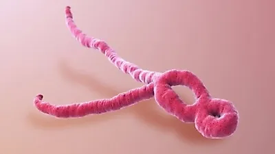 WHO, 콩고에 에볼라 백신 배치