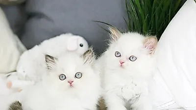 고양이분양전문 '집사나라' 강남·김포 본점, 다양한 묘종 우수한 청결상태로 호평