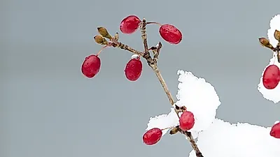 겨울철 보물 '산수유' 열매· 말린 후 먹는법...'씨'는 꼭 제거해야