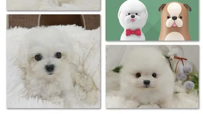 펫츠메이트 8월맞이 특별 할인 분양이벤트
