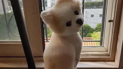 한승연 반려견 푸리, 매력 넘치는 털뭉치 꼬리