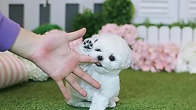 포메라니안, 비숑프리제, 토이푸들, 말티즈 강아지분양 베이비몽