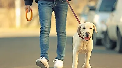 반려견 산책, 5가지만 알면 모두 행복해질 수 있다?