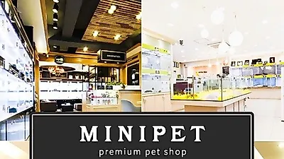 착한 강아지. 고양이분양 선도하는 강남, 수원, 부천 애견샵 미니펫 신년이벤트 진행