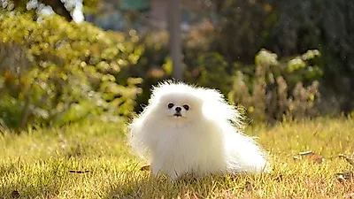 인천,일산,강남,서울,광주 강아지분양&고양이분양 아담스펫, 300평규모 천안점 오픈기념 최대 80% 할인분양 이벤트