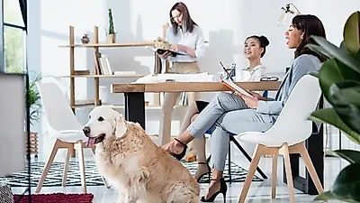 반려동물과 함께 하는 직장, 직원의 생산성과 반려동물 건강 두 마리 토끼 잡아