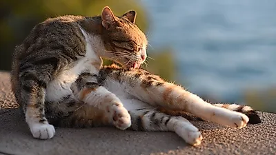 애정어린 관리가 필요한 고양이 품종은?