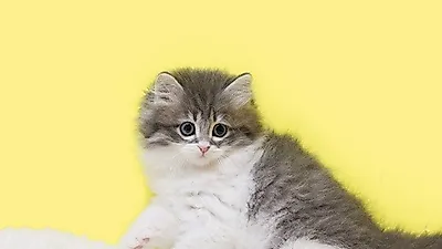 인천, 의정부, 수원 등 전국적 접근성 가진 고양이 전문 분양샵 '나비캣', 품종묘 아비시니안, 랙돌, 페르시안 입양 가능