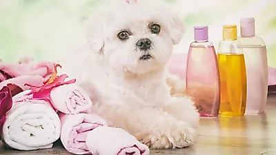 '강아지 분양 상식', 치명적인 파라벤에 주의!