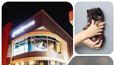 강아지분양 전문업체 '미유펫' 여름맞이 이벤트를 통해 최대 85%할인된 분양가 제공