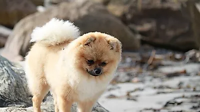 귀여운 소형견 '포메라니안', 포메라니안의 다양한 특성과 포메라니안 곰돌이컷 자르기