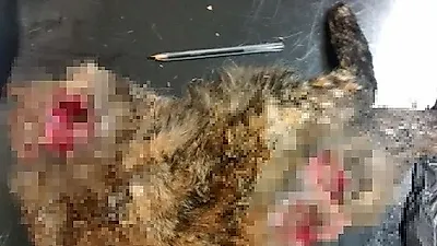 머리가 잘린채 전쟁 기념묘지에 버려진 고양이